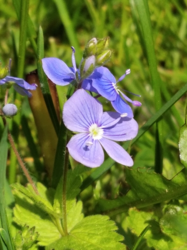 Germander Speedwell