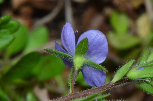 Germander Speedwell