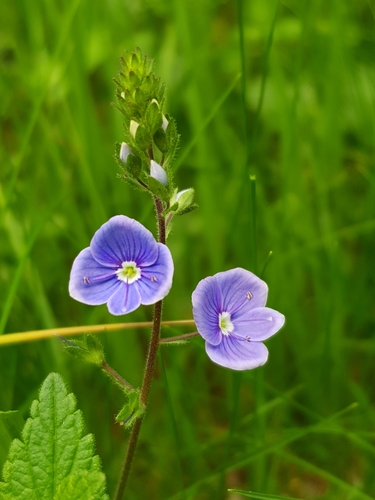 Germander Speedwell