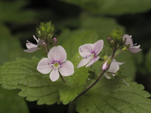 Germander Speedwell