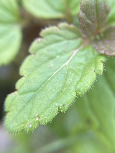 Germander Speedwell