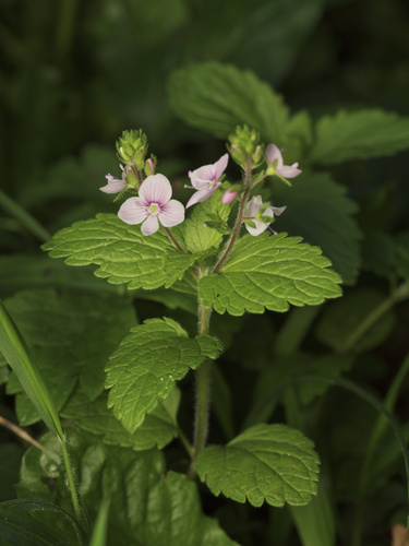 Germander Speedwell