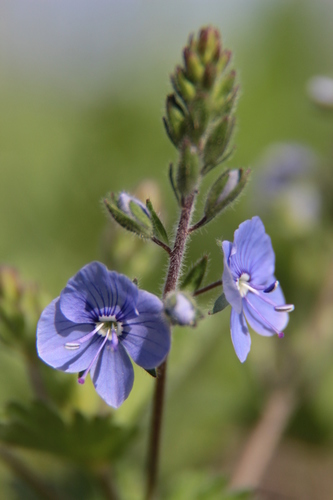 Germander Speedwell