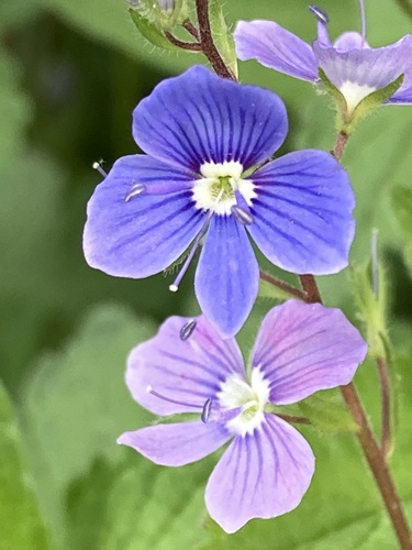 Germander Speedwell