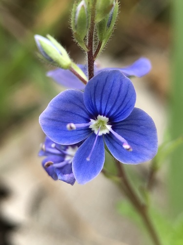 Germander Speedwell