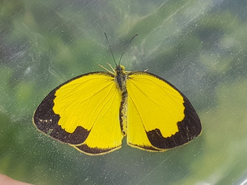 Common Grass Yellow
