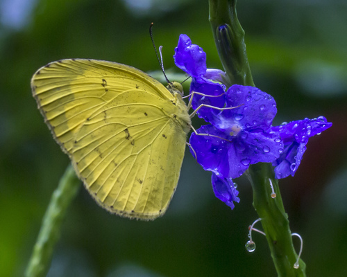 Common Grass Yellow