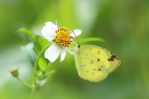 Common Grass Yellow