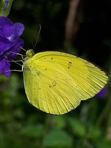 Common Grass Yellow