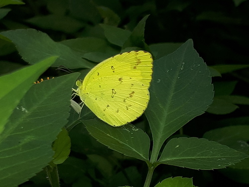 Common Grass Yellow