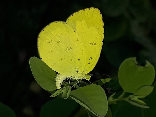 Common Grass Yellow