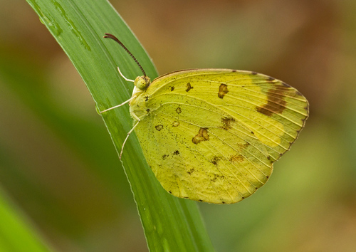 Common Grass Yellow