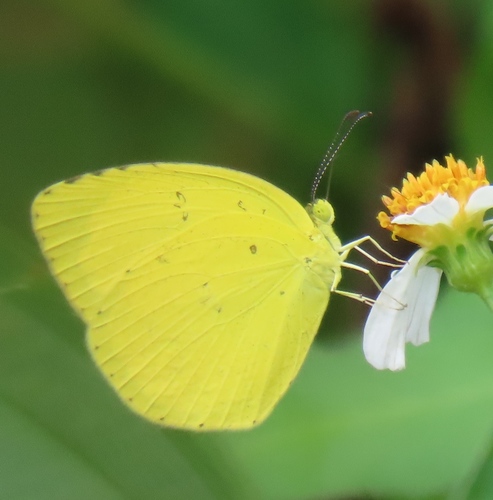 Common Grass Yellow