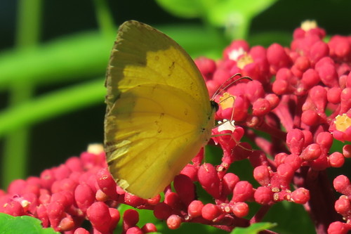 Common Grass Yellow