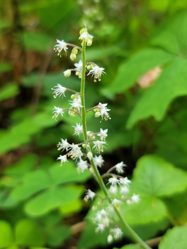 Threeleaf Foamflower