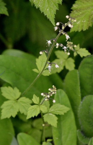 Threeleaf Foamflower