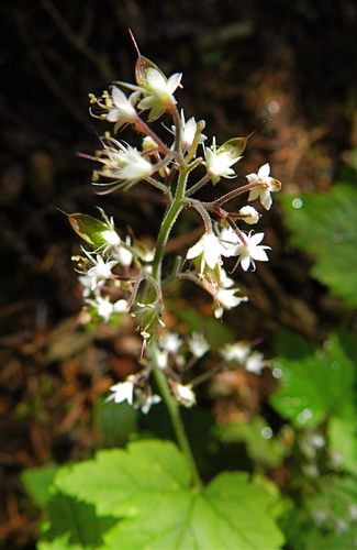 Threeleaf Foamflower