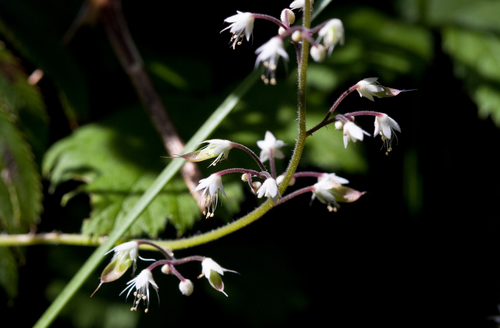 Threeleaf Foamflower