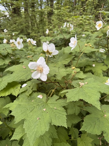 thimbleberry