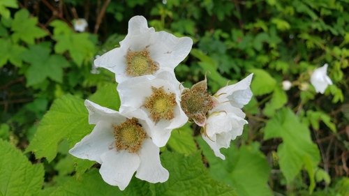 thimbleberry