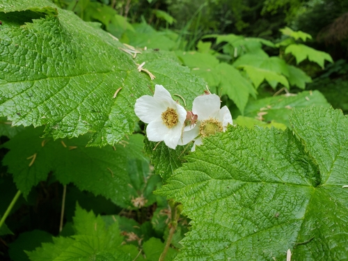 thimbleberry