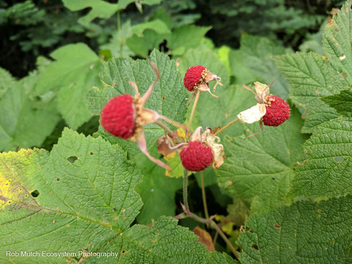 thimbleberry