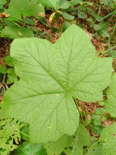 thimbleberry