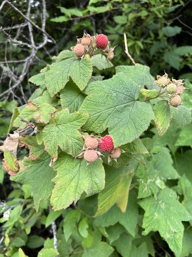 thimbleberry