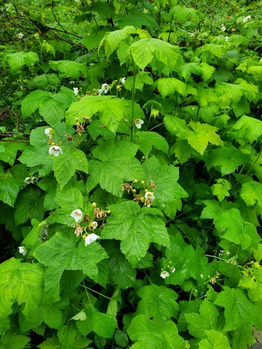 thimbleberry