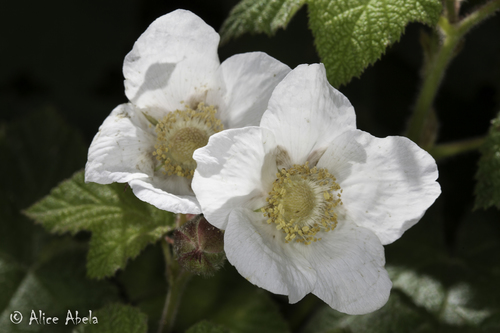 thimbleberry