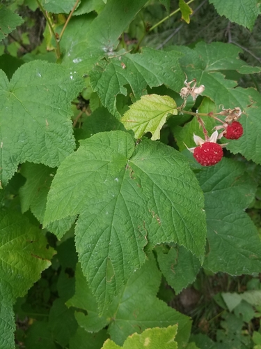 thimbleberry