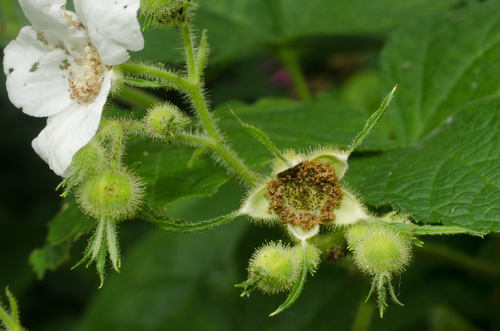 thimbleberry
