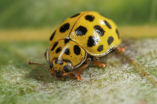 22-spot Ladybird