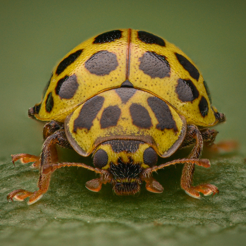 22-spot Ladybird