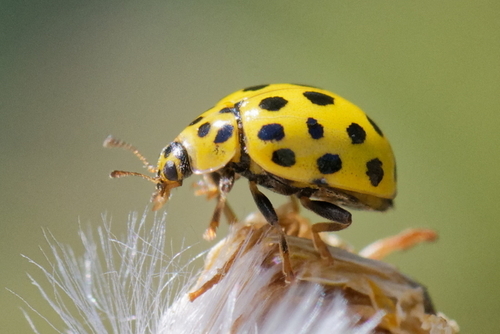22-spot Ladybird