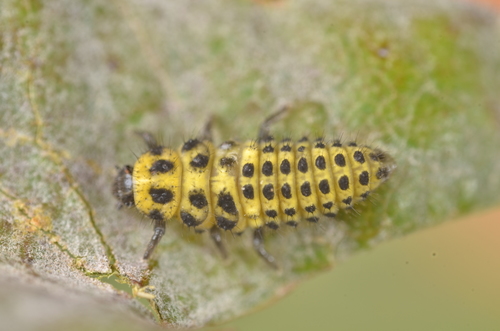 22-spot Ladybird