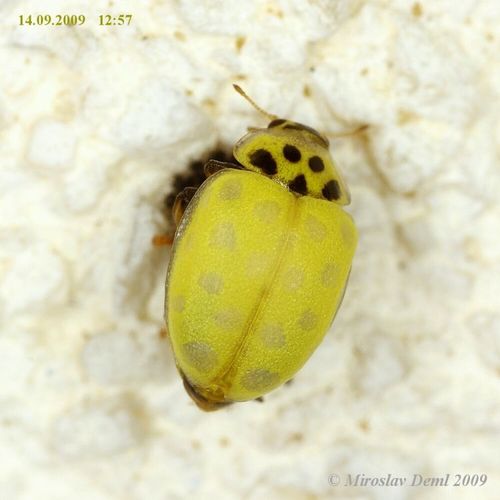 22-spot Ladybird