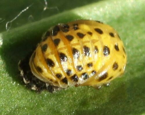22-spot Ladybird