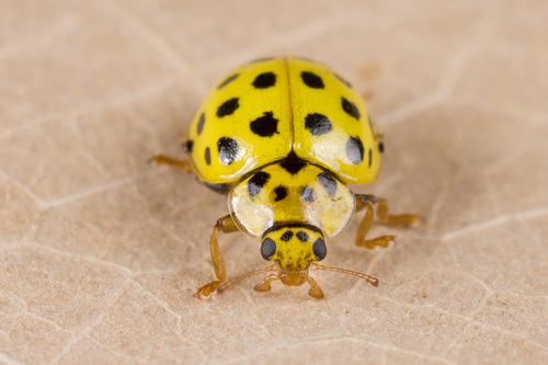 22-spot Ladybird