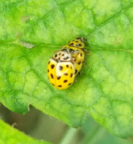 22-spot Ladybird