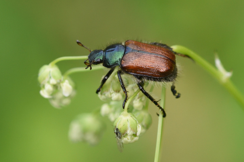 Garden Chafer