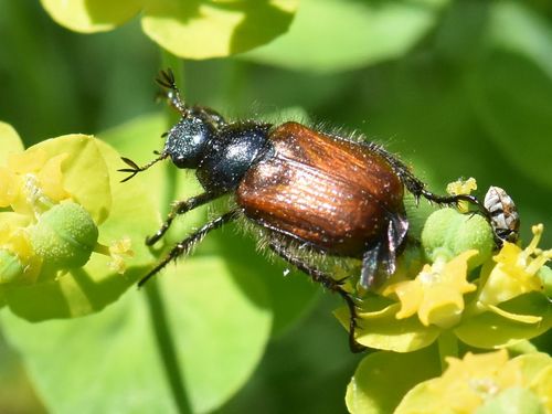 Garden Chafer