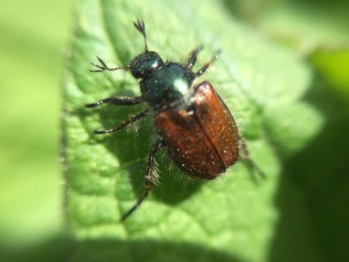 Garden Chafer