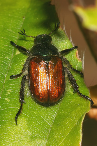 Garden Chafer