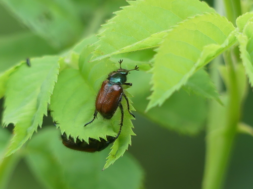 Garden Chafer