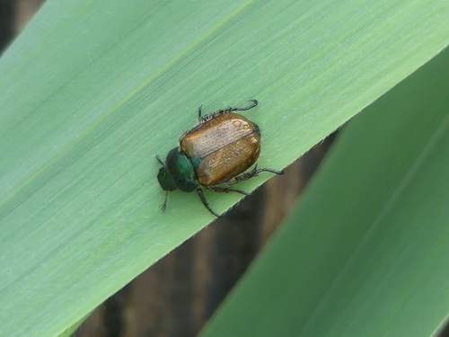 Garden Chafer