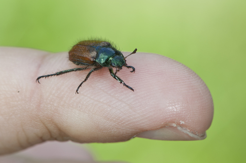 Garden Chafer