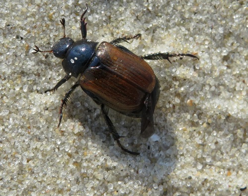 Garden Chafer