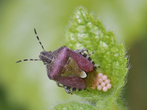 Sloe Bug