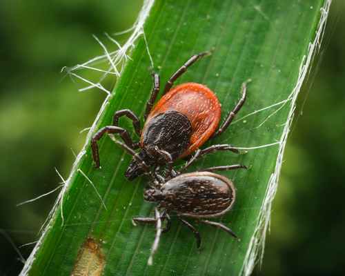 Ixodes